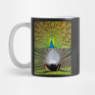 Peacock feather display Mug